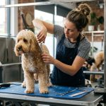 Is Pet Grooming Profitable? Real Margins & Costs